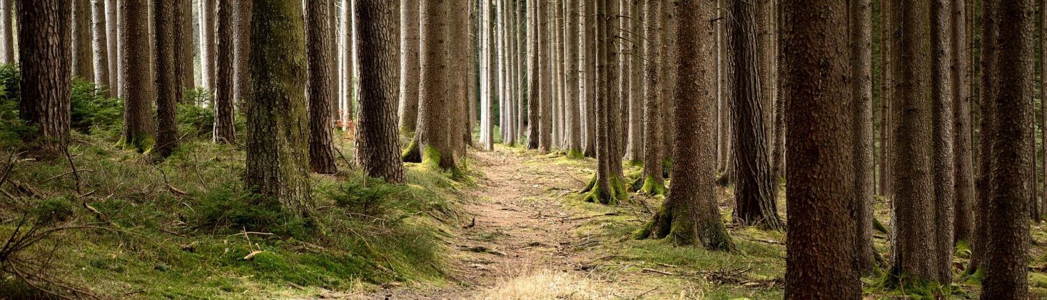 forestry-679173_1920